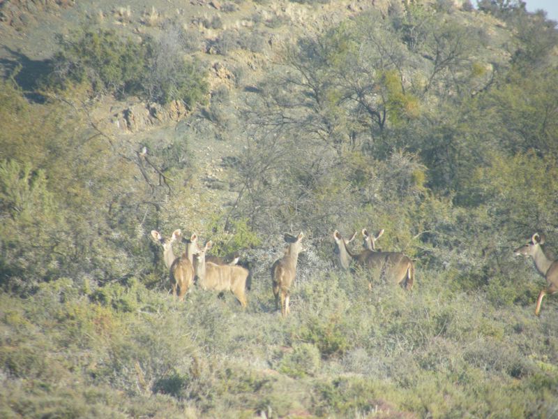 Rietfontein Game Farm - Hunting